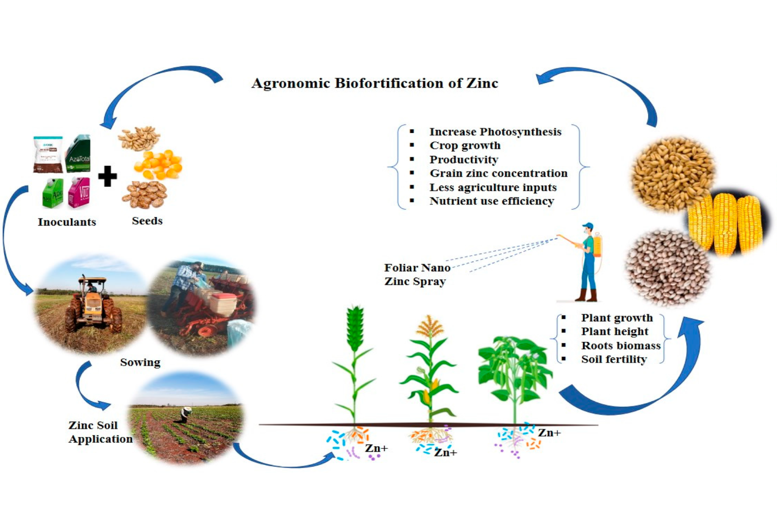 chelated micronutrient