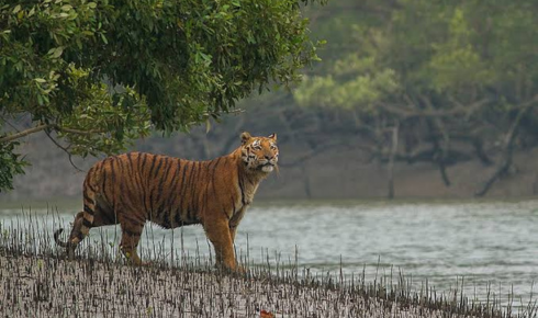Sundarban tour