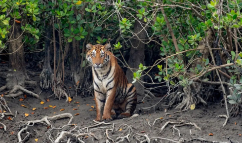 Sundarban trip